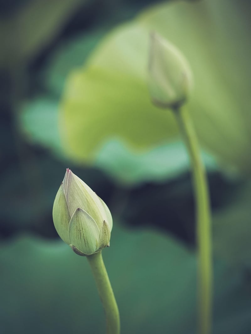 Meditation